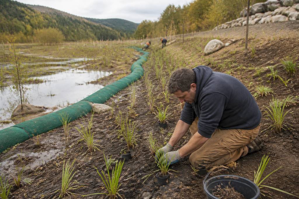 Génie écologique : solutions innovantes pour restaurer les écosystèmes